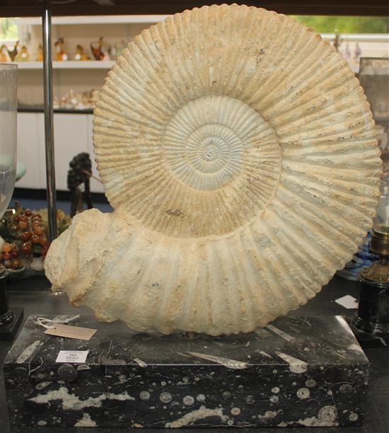 A large ammonite specimen, overall 22in.